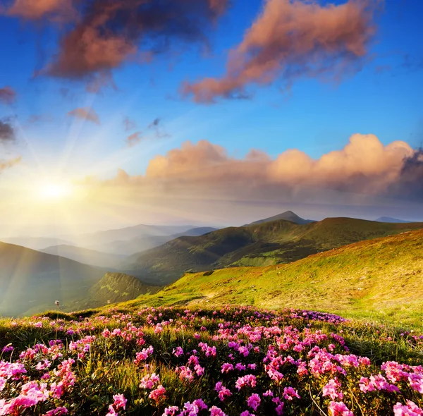 Pink rhododendron flowers on summer mountain. Stock Picture
