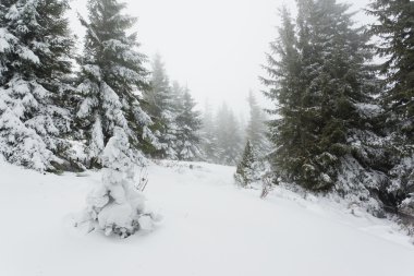 Güzel kış manzarası