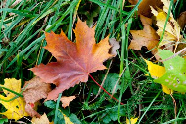 akçaağaç sonbahar yaprakları
