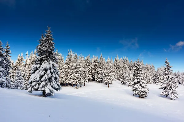 Krásná zimní krajina — Stock fotografie