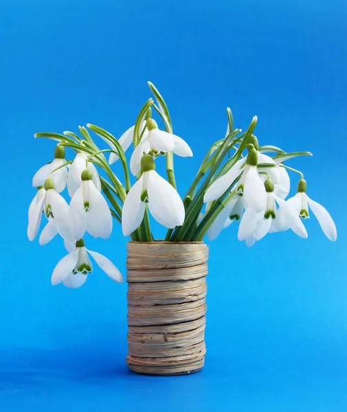 Snowdrops — Stock Photo, Image