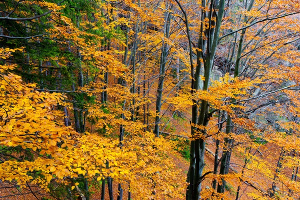 Autumn leaves on a trees in forest — Stock Photo, Image