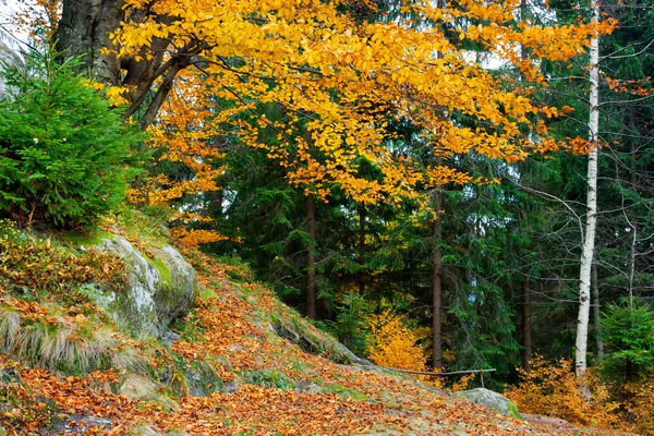 Autumn leaves on a trees in forest — Stock Photo, Image