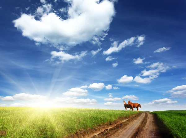 Twee prachtige paarden op een weiland — Stockfoto