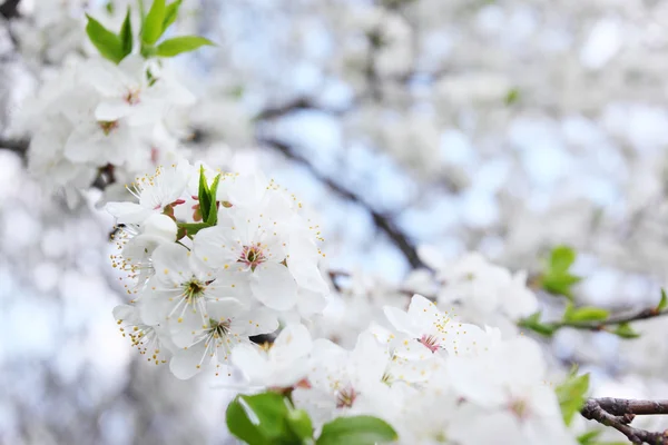 Blühender Baum mit weißen Blumen — Stockfoto