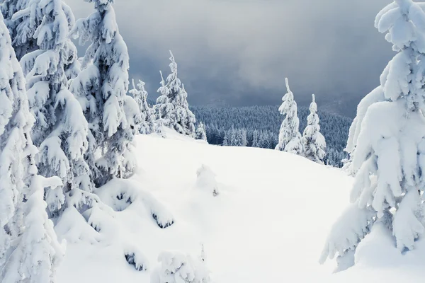 Bäume mit Schnee in den Bergen bedeckt. — Stockfoto