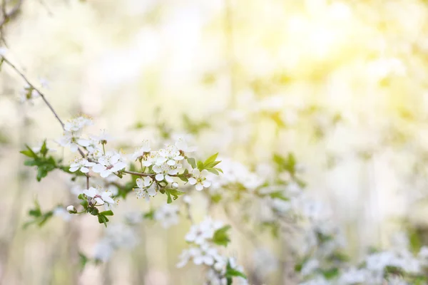 Fehér virágok virágzó fa — Stock Fotó