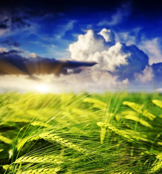 Panorama nel campo sotto lo spuntar del giorno. — Foto Stock