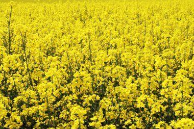 Kolza yağı üretim tesisi ile sarı alan