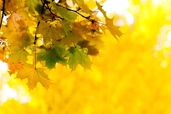 Maple Herfstbladeren — Stockfoto