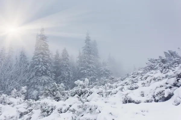 눈이 덮인 겨울 풍경 — 스톡 사진