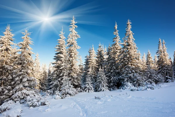 Frosty and sunny day in mountains — Stock Photo, Image