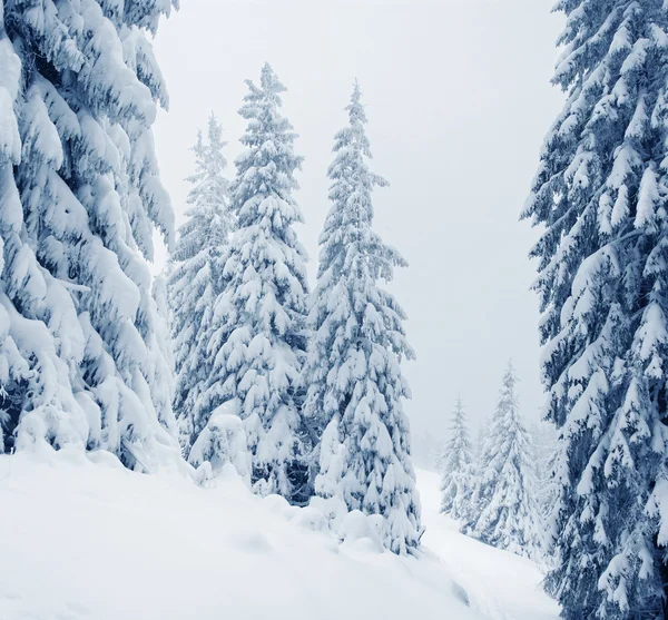 Schöne Winterlandschaft — Stockfoto