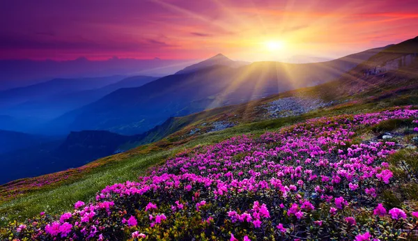 Rosa Rhododendron-Blüten am Berg. — Stockfoto