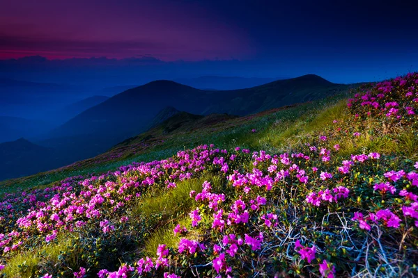 Rosa rhododendron blommor på berg — Stockfoto