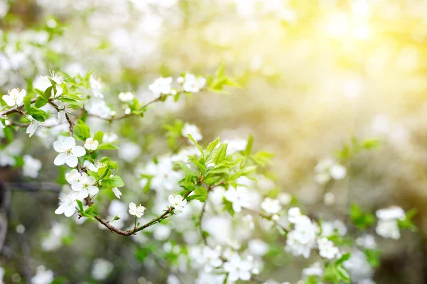 Yeni gelişen ağaç beyaz çiçekli