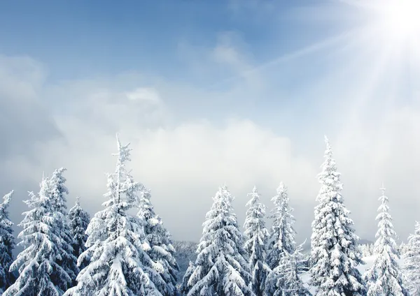 Arbres couverts de givre dans les montagnes. — Photo