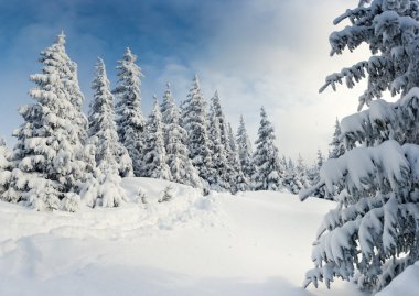 hoarfrost Dağları ile kaplı ağaçlar.