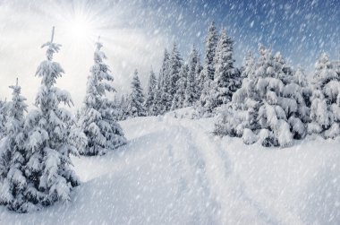 hoarfrost Dağları ile kaplı ağaçlar.