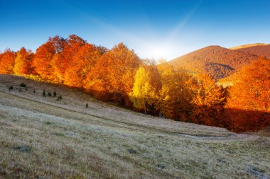 dağ manzarası ile renkli orman
