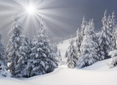 hoarfrost Dağları ile kaplı ağaçlar.