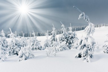 hoarfrost Dağları ile kaplı ağaçlar.