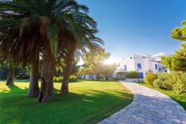 tropikal Hindistan cevizi avuç içi