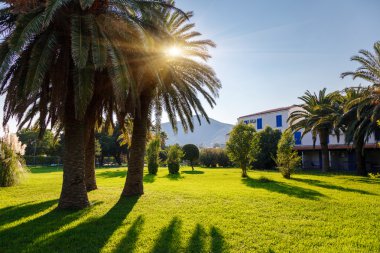 Hindistan cevizi avuç içi