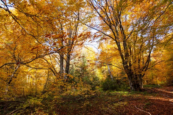 Autumn in the forest. — Stock Photo, Image