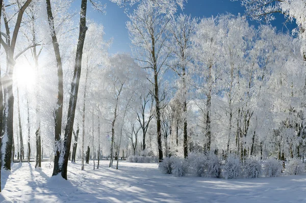 Winterlandschap met sneeuw — Stockfoto