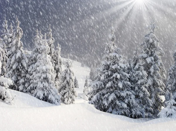 Abeto de inverno nas montanhas. — Fotografia de Stock