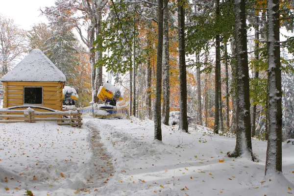 Bosque cubierto de nieve —  Fotos de Stock