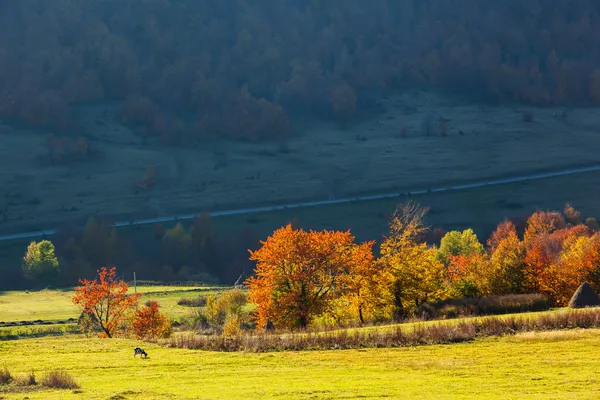 Horská krajina s barevný Les — Stock fotografie