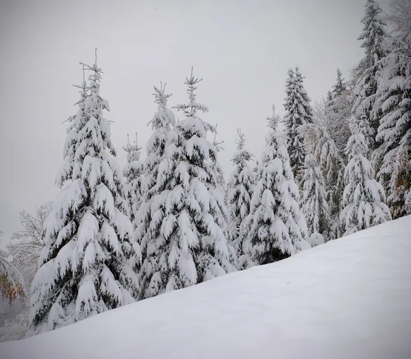 Paisagem inverno — Fotografia de Stock