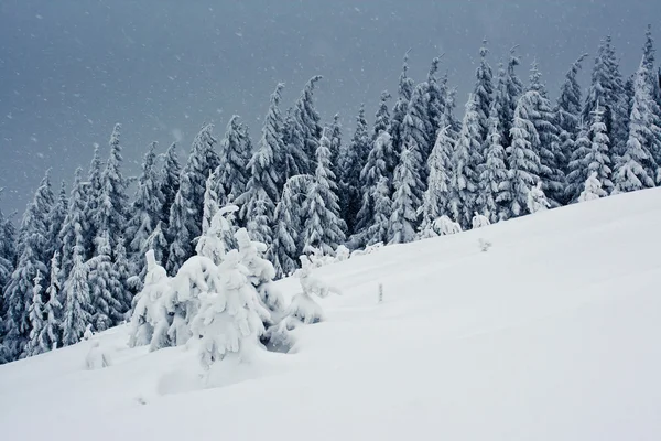 Alberi ricoperti di brina nelle montagne. — Foto Stock