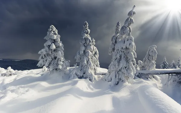 Winterbäume — Stockfoto