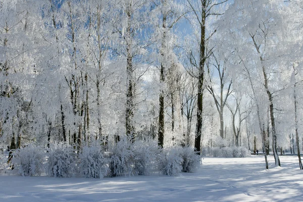 Árboles cubiertos de nieve — Foto de Stock