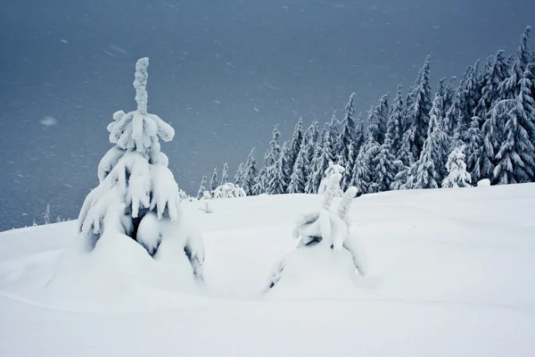 Neve in montagna — Foto Stock