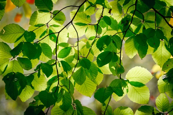 Zielonych liści na gałęziach — Zdjęcie stockowe
