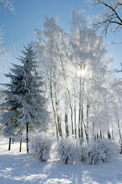 Winterlandschaft mit Schnee — Stockfoto