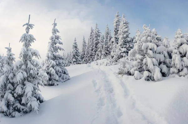 Alberi ricoperti di brina nelle montagne. — Foto Stock