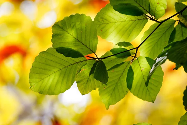 Green leaves on the branches — Stock Photo, Image