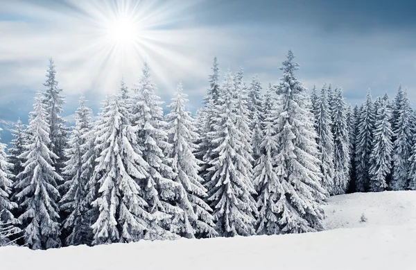 Trees covered with hoarfrost in mountains. — Stock Photo, Image