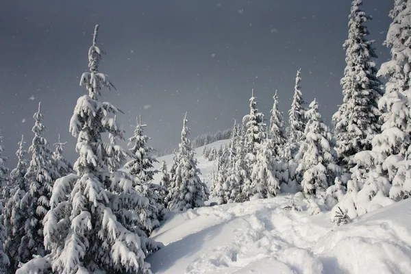 Trees covered with hoarfrost in mountains. — Stock Photo, Image