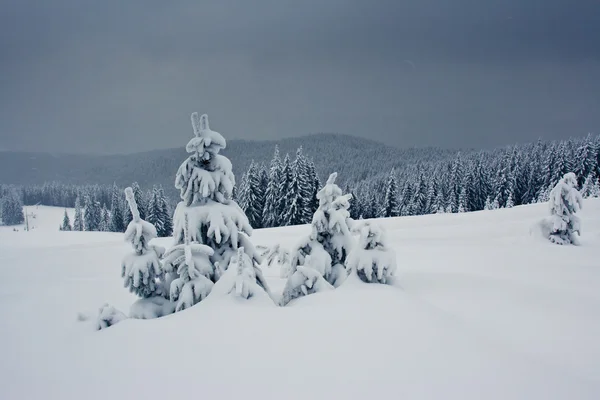 Alberi ricoperti di brina nelle montagne. — Foto Stock