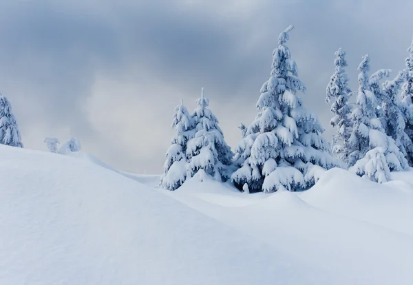 山中の霜に覆われた木. — ストック写真