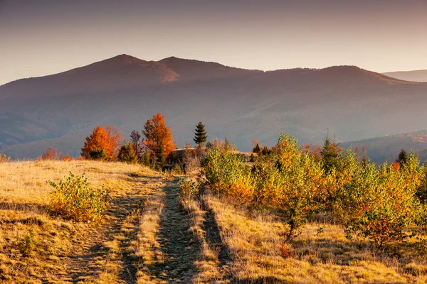 Горный пейзаж с красочным лесом — стоковое фото