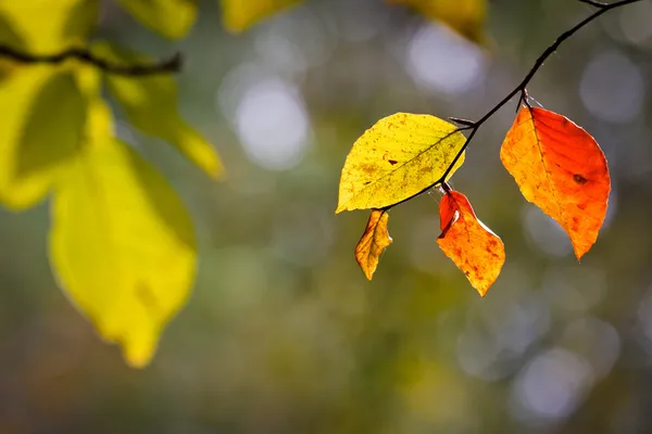 Barevné listí na větve — Stock fotografie