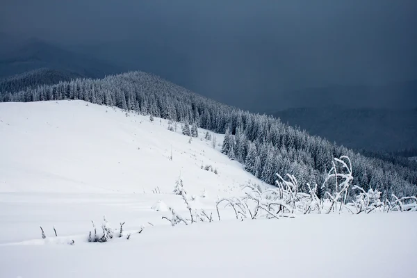 Alberi ricoperti di brina nelle montagne. — Foto Stock