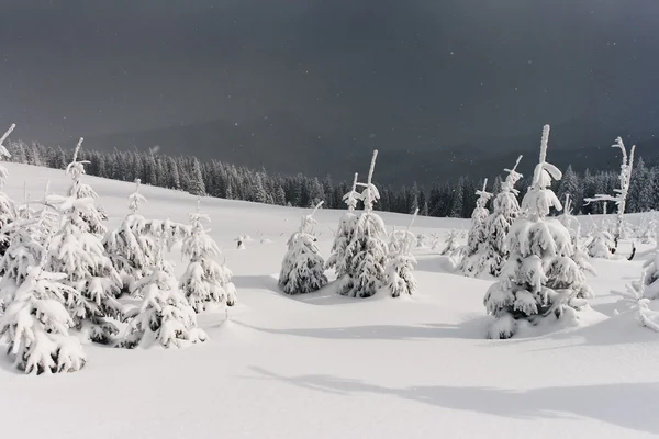 Träd täckta med rimfrost i bergen. — Stockfoto